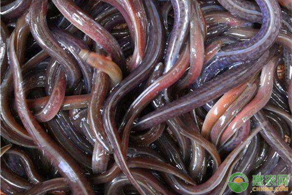 最新鰻魚價格,最新鰻魚價格,市場走勢下的多方觀點分析