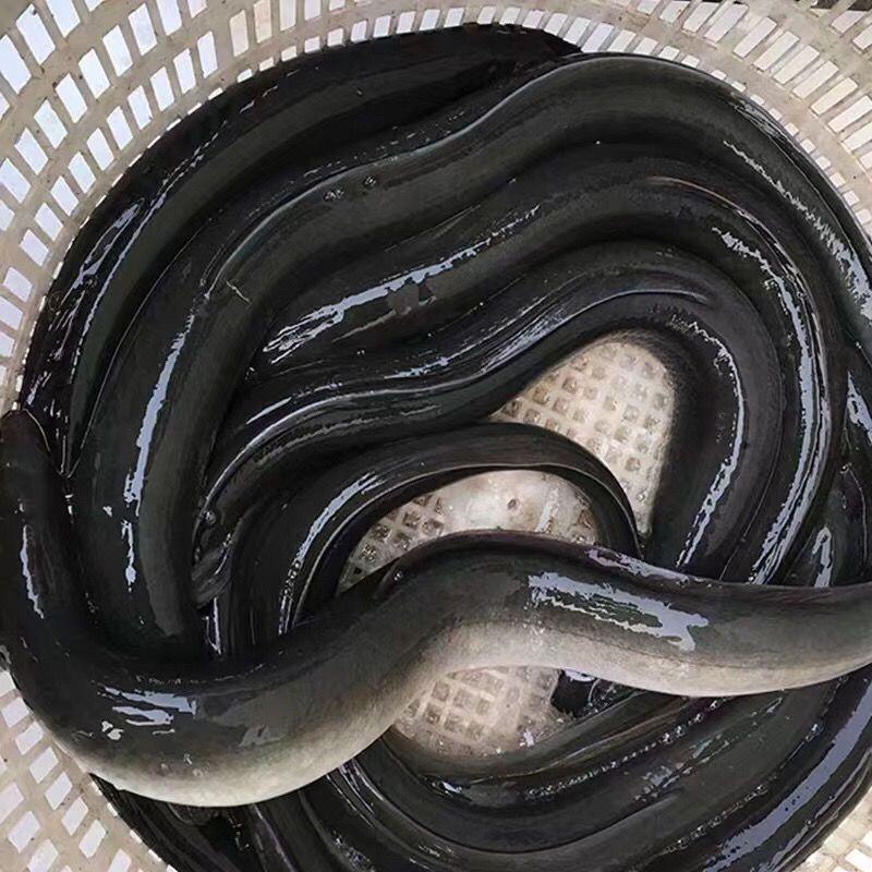 最新鰻魚價格,最新鰻魚價格,市場走勢下的多方觀點分析