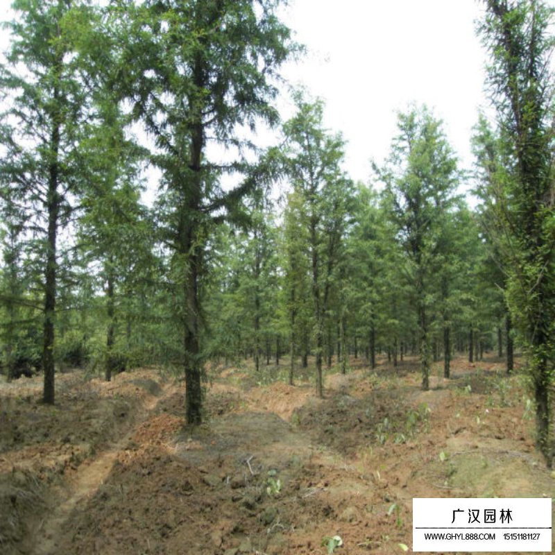 水杉的成長之旅，樹苗的價格與勵志之旅的交織。