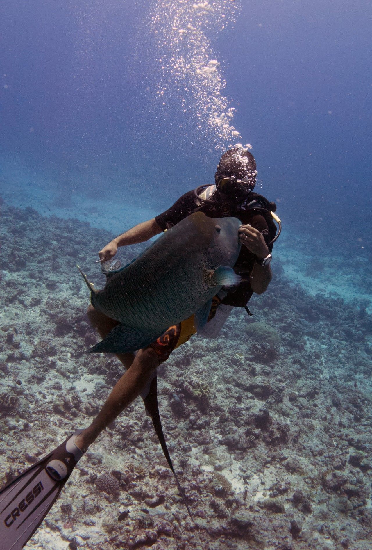 日本2017年水下新動向揭秘