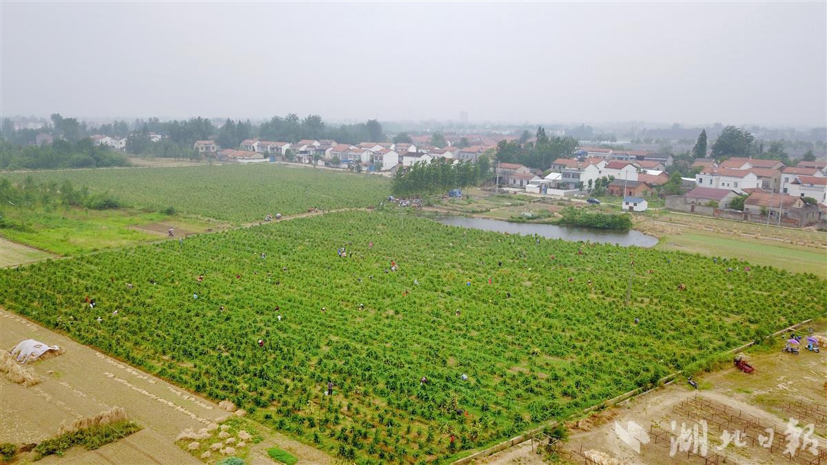 最新金銀花動態與信息速遞