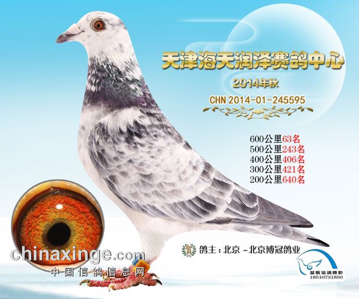 天津南翔信鴿比賽成績揭秘,賽場精英展現(xiàn)風采!