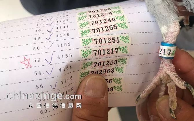 天津南翔信鴿比賽成績揭秘,賽場精英展現(xiàn)風采!