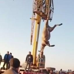 最新馬匹資訊揭秘,探尋領(lǐng)域嶄新篇章