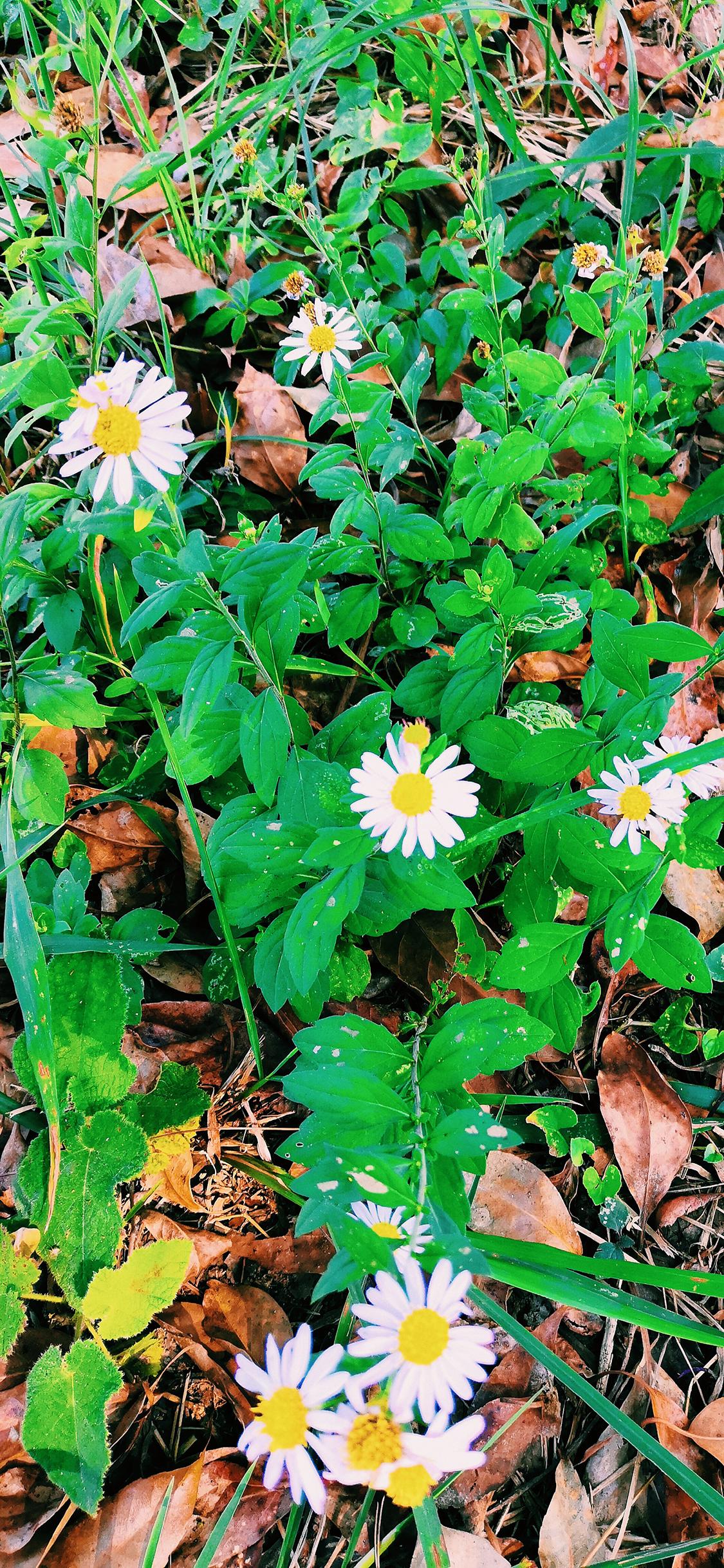 黃淡真最新科技產品重塑未來生活體驗