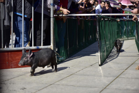 香豬比賽,科技盛宴,競技魅力的未來體驗(yàn)