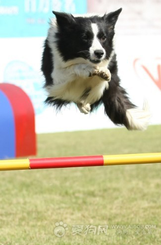 跳高比賽規(guī)則詳解,深度解析與觀點(diǎn)闡述