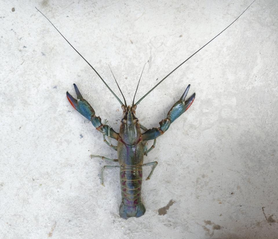 養殖公司上市,養殖公司上市,一場探索自然美景的喜悅之旅