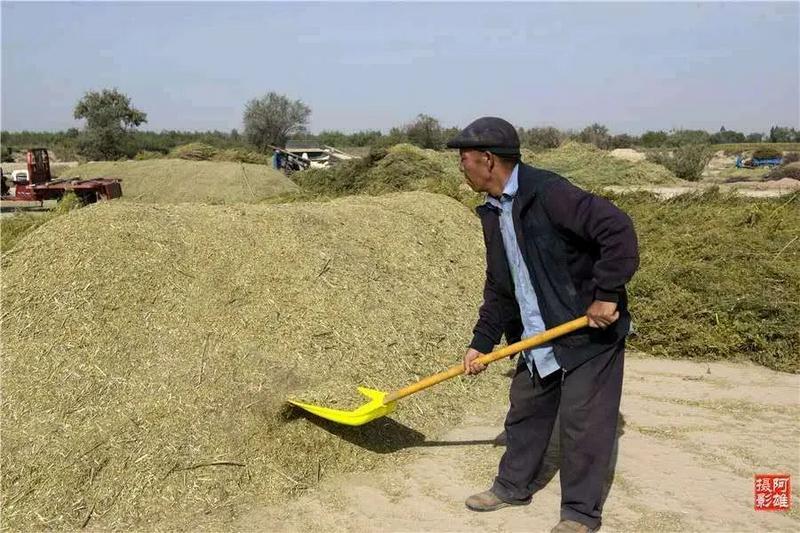 茴香市場價格的最新動態分析