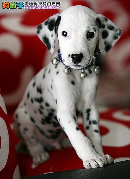 斑點犬的價格,歷史背景與現(xiàn)代地位影響下的市場定位