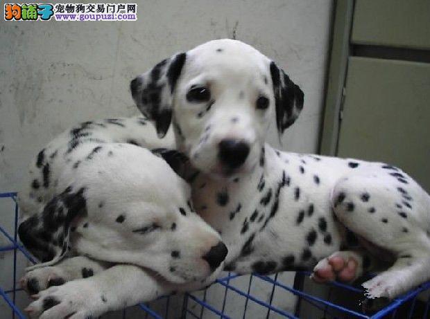 斑點犬的價格,歷史背景與現(xiàn)代地位影響下的市場定位