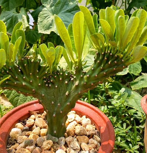 麒麟掌的成長之路,價(jià)格蛻變與價(jià)值展望。