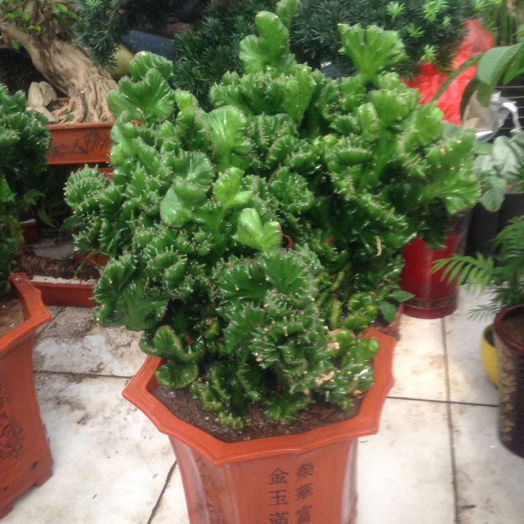 麒麟掌的成長之路,價(jià)格蛻變與價(jià)值展望。