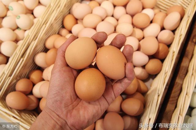 淮南雞蛋行情今日價格及市場走勢分析與預測