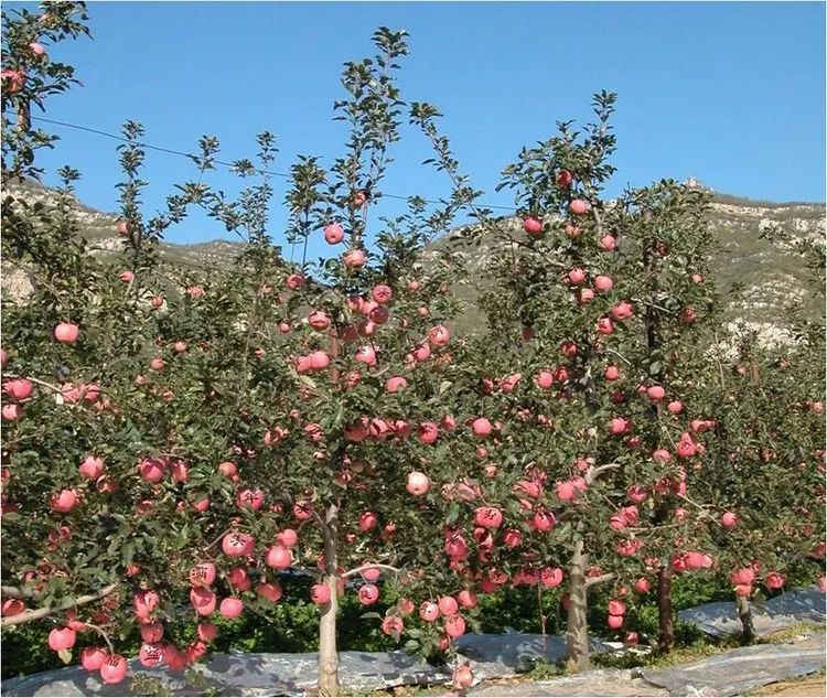 蘋果樹新型樹形展示,蘋果樹新型樹形展示——科技與生活的完美融合