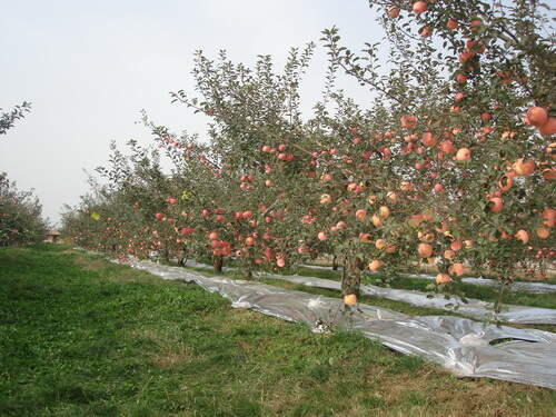 蘋果樹新型樹形展示,蘋果樹新型樹形展示——科技與生活的完美融合