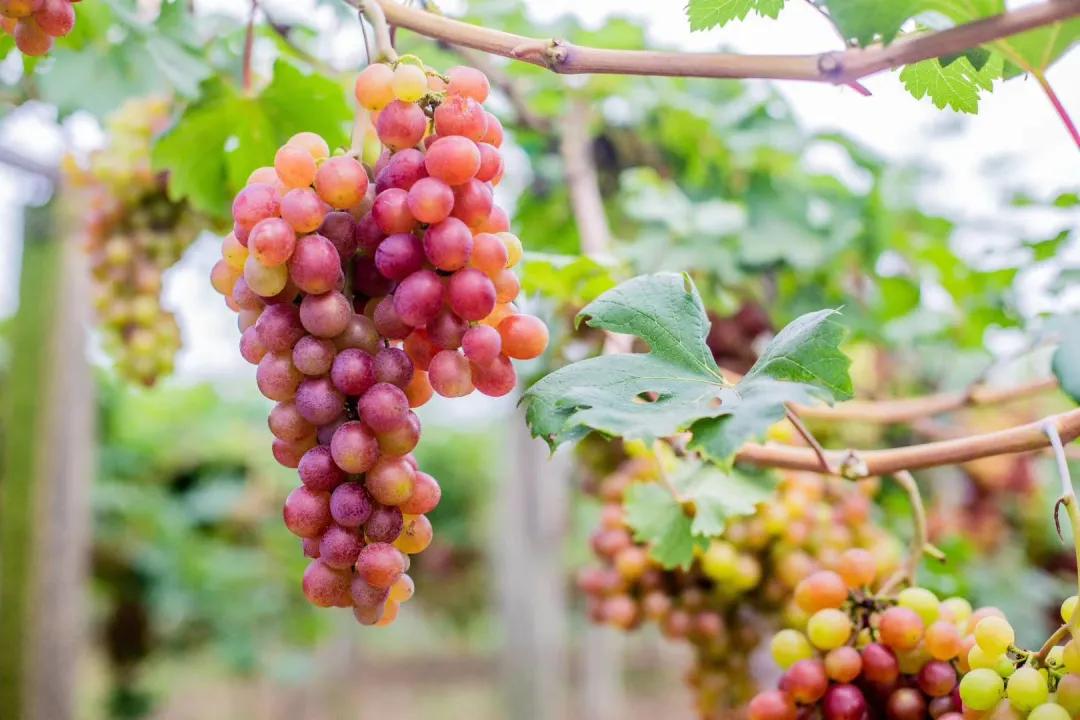 溧水上市企業,咖啡時光里的友情邂逅與日常溫暖