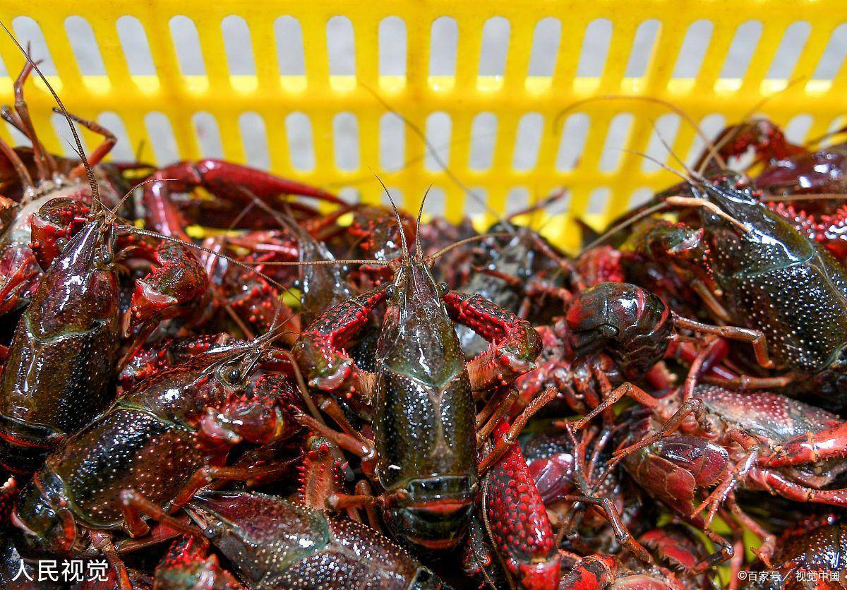 今日小龍蝦價格行情深度解析,小巷龍蝦盛宴背后的市場秘密