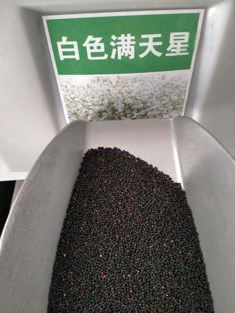 滿天星種子價格分析,市場走勢與多元觀點探討