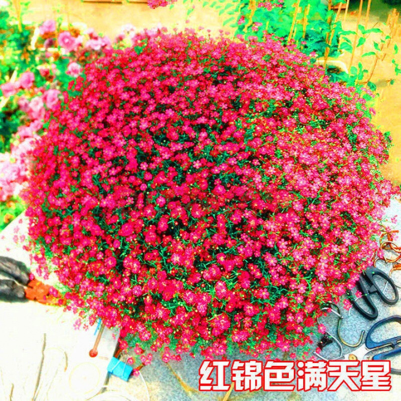 滿天星種子價格分析,市場走勢與多元觀點探討