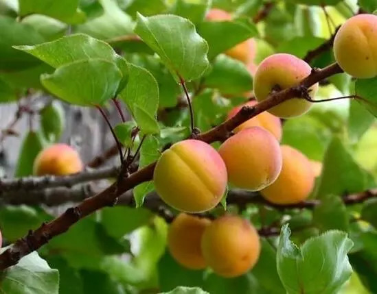 杏8最新官網,杏8最新官網,探索自然美景的旅行,尋找內心的平和之地