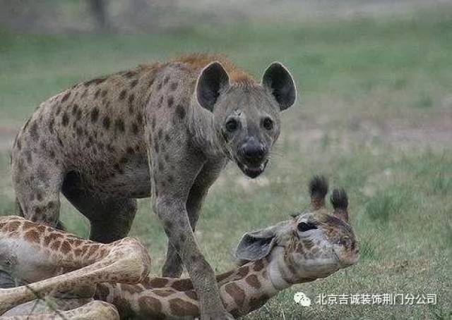 鬣狗電影,友情與陪伴的溫馨之旅
