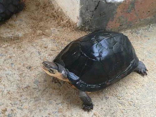 龜鱉市場走勢解析,行情觀察與深度分析