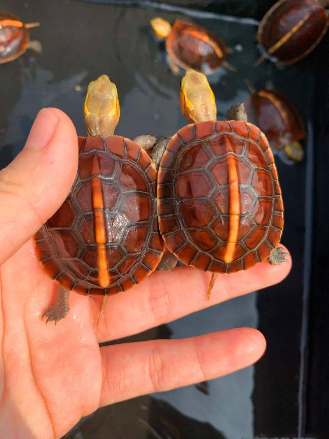 龜鱉市場走勢解析,行情觀察與深度分析