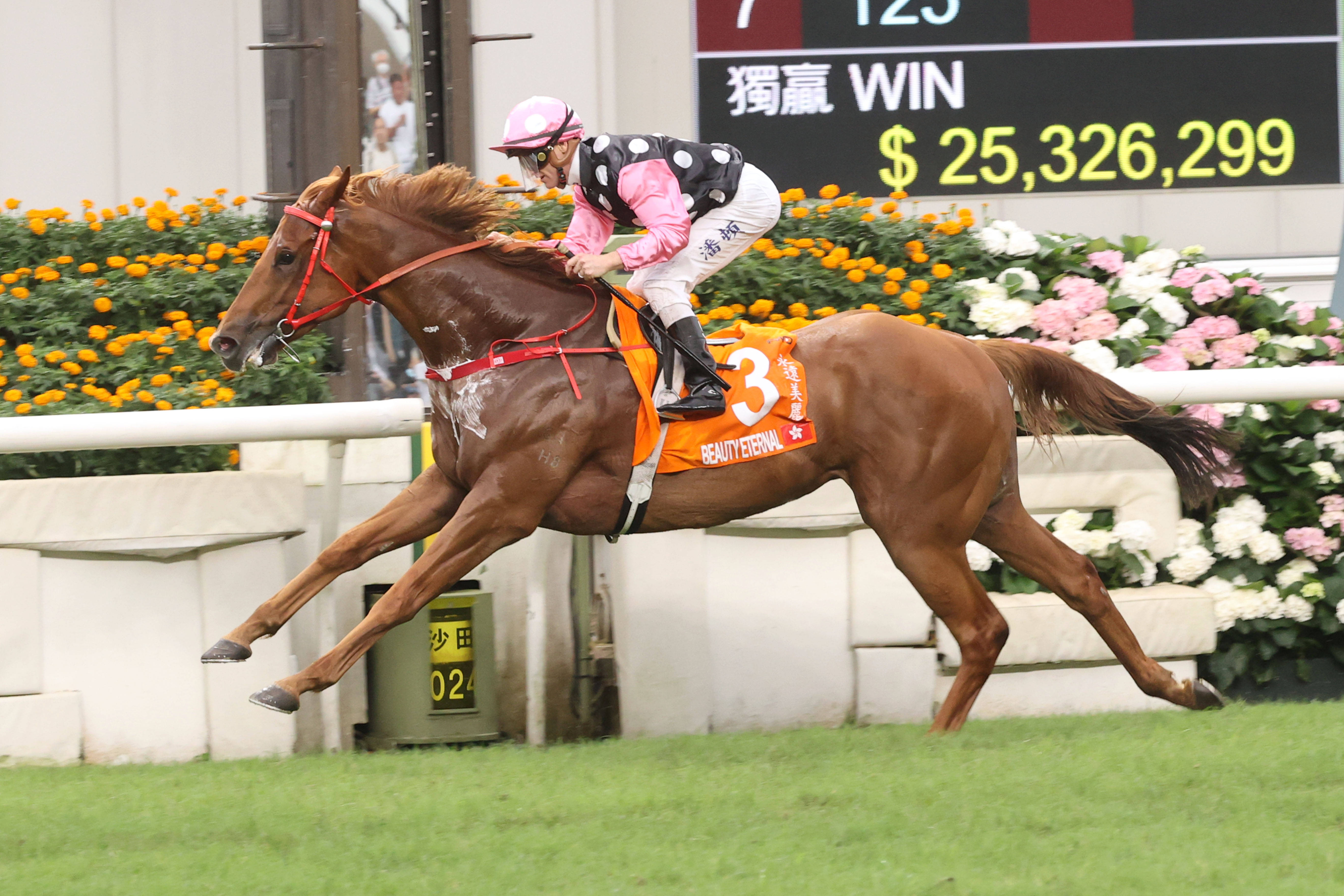 2025香港賽馬全年免費資料,權威解析方法_閃電版37.870