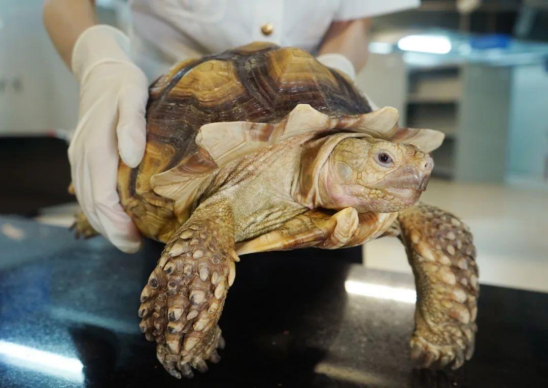 新澳門2024今晚開什么,深度研究解析_創(chuàng)新版36.896