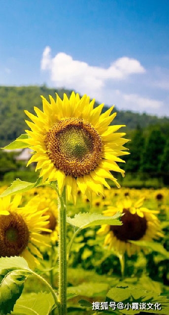 澳門(mén)三肖三碼準(zhǔn)100%感慨人生,專(zhuān)家權(quán)威解答_瞬間版71.315