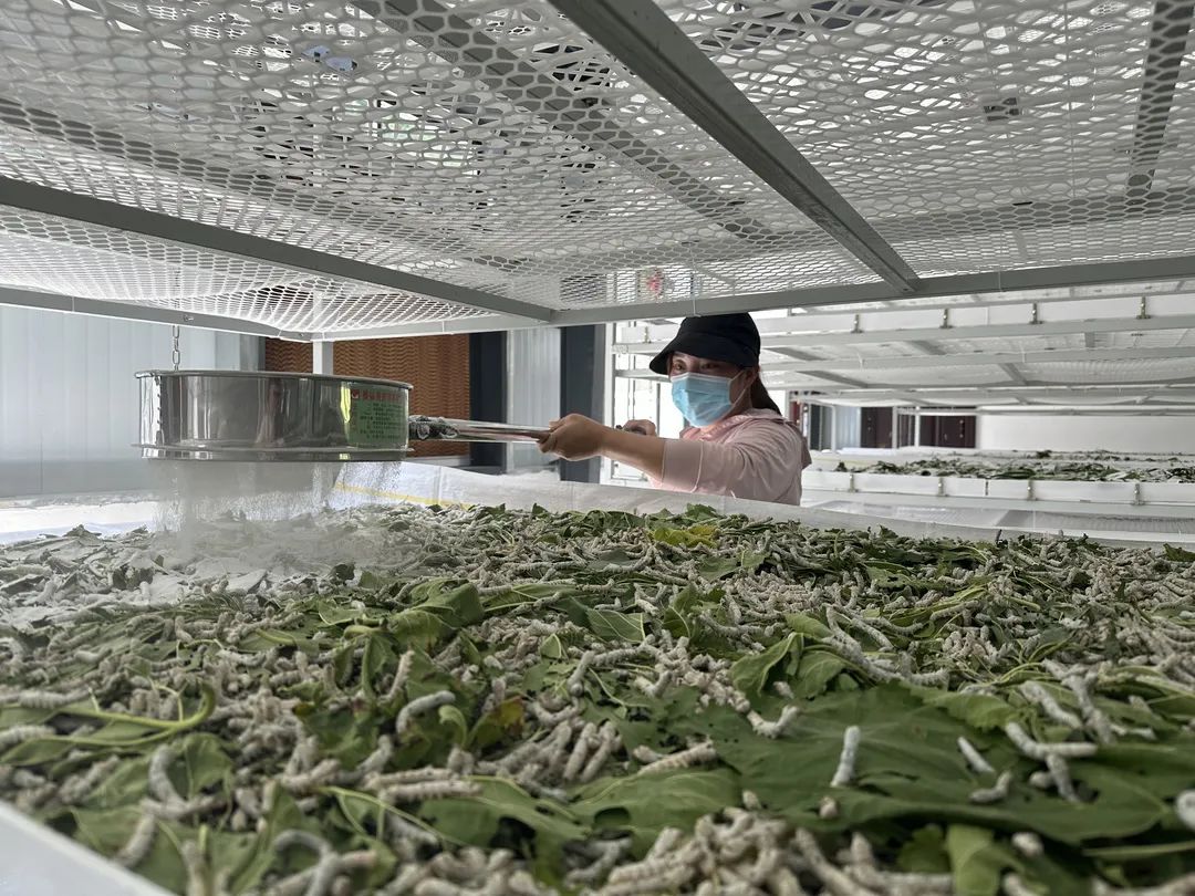 澳門最精準正最精準龍門蠶,實踐調查說明_專業(yè)版93.150