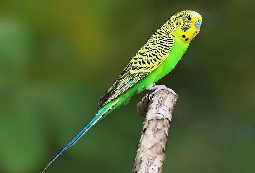 虎皮鸚鵡價格揭秘,市場波動與多重因素考量分析