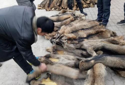 最新狐貍皮市場價(jià)格揭秘,與自然美景相遇,探尋內(nèi)心平和之旅