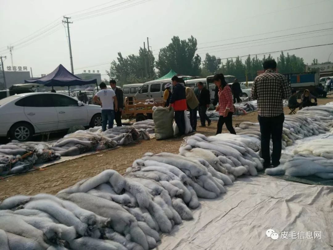 最新狐貍皮市場價(jià)格揭秘,與自然美景相遇,探尋內(nèi)心平和之旅