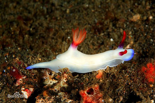 海兔電影,奇幻海洋探索之旅