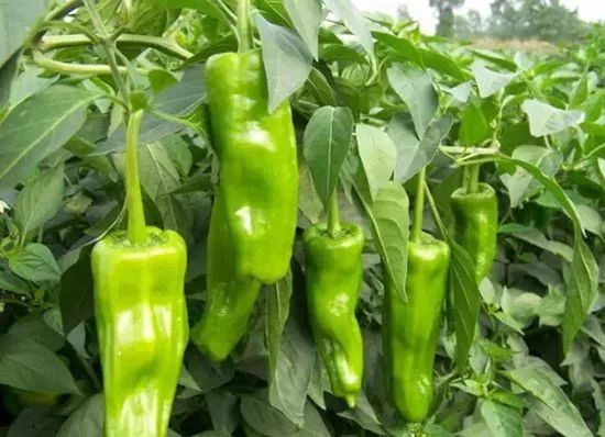 線椒批發(fā)行情深度分析,市場(chǎng)走勢(shì)、趨勢(shì)預(yù)測(cè)與策略建議