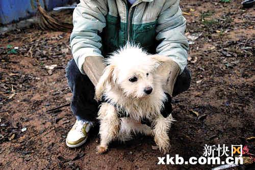 最新流浪狗新聞動態報道與關注??