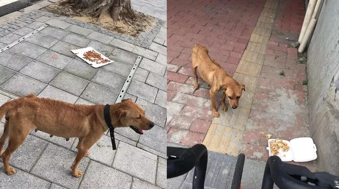 最新流浪狗新聞動態報道與關注??