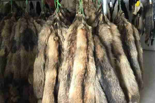 貉子皮價(jià)格走勢(shì)圖,歷史回顧、影響分析及其預(yù)測(cè)趨勢(shì)報(bào)告