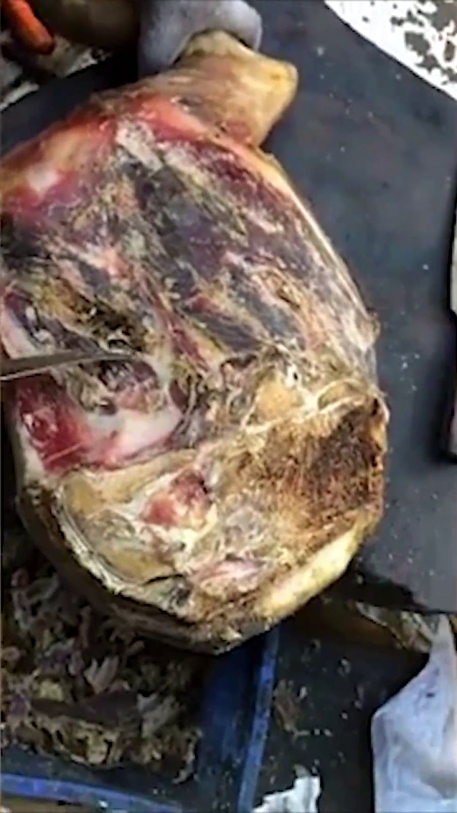 根羅價格,友情與陪伴的溫馨篇章