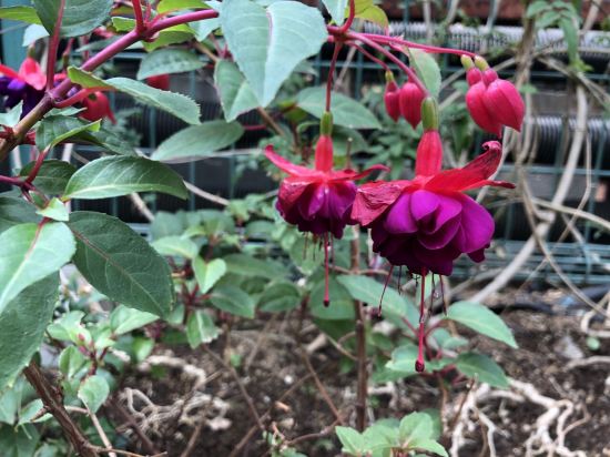 根羅價格,友情與陪伴的溫馨篇章