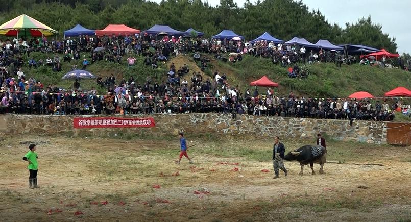 斗牛比賽資料,古老傳統(tǒng)的魅力與現(xiàn)代爭(zhēng)議交織的世界