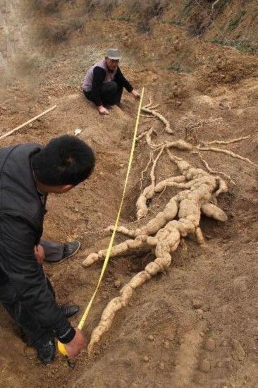 天花板當前報價及市場走勢分析,深度解析與觀點闡述