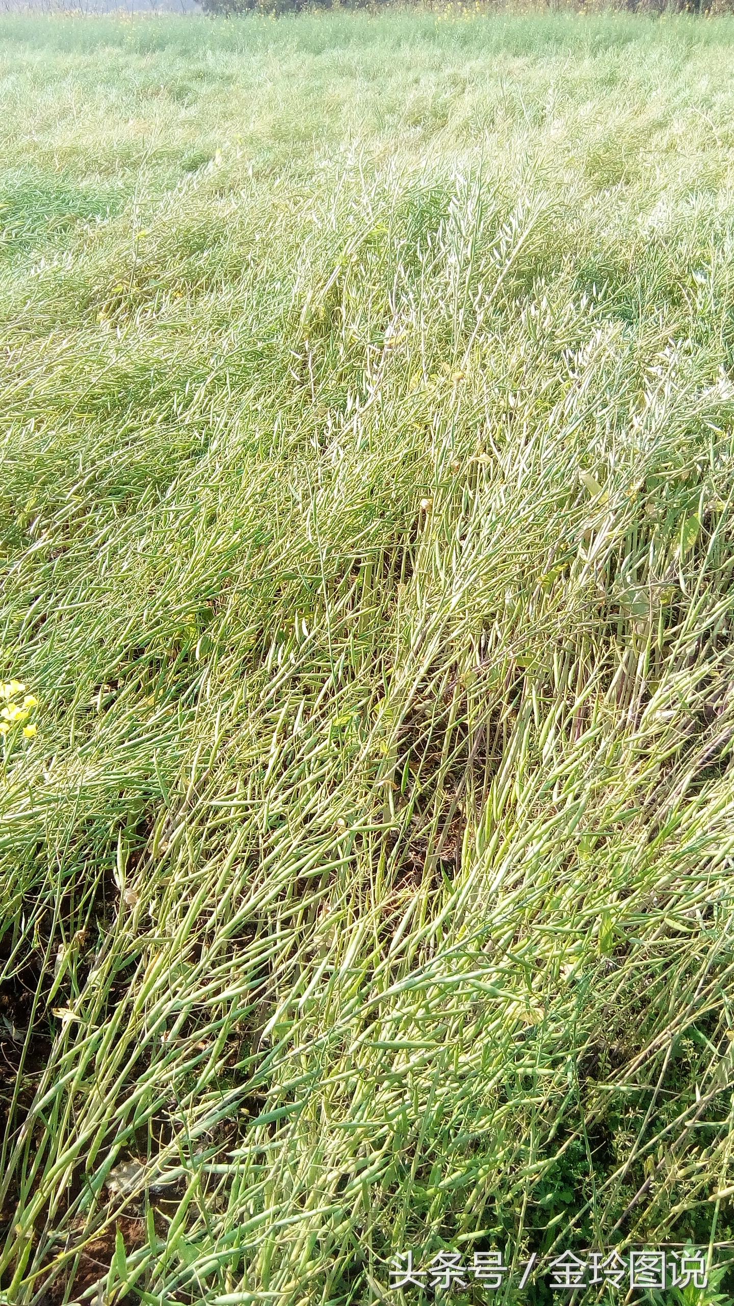 今日油菜行情深度分析