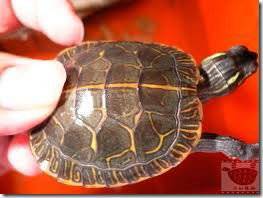 西錦龜價格變動與價值考量分析