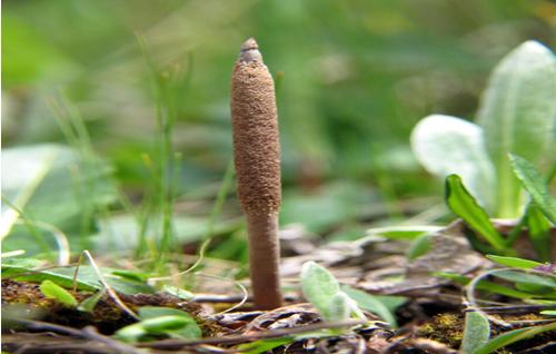 養(yǎng)殖鹿茸,價格探尋與邂逅自然美景的旅程