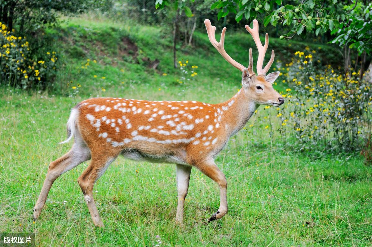 養(yǎng)殖鹿茸,價格探尋與邂逅自然美景的旅程