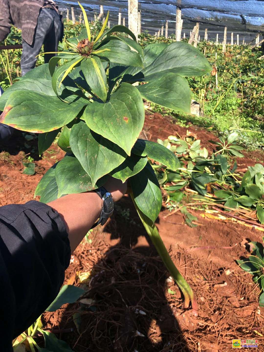 重樓最新行情動態更新