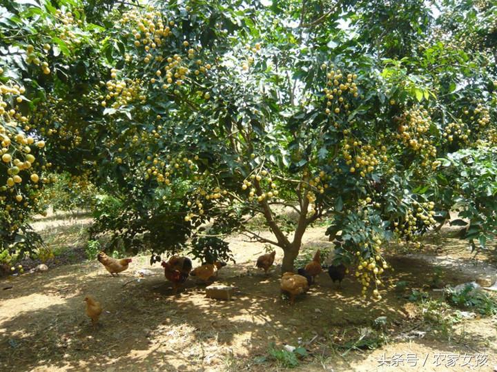 公司上市條件,探尋獨特商機之路,小巷中的機遇之門開啟